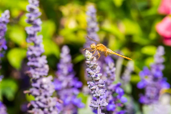 Eine Braune Libelle Thront Auf Der Spitze Blauer Salbeiblüten Park — Stockfoto