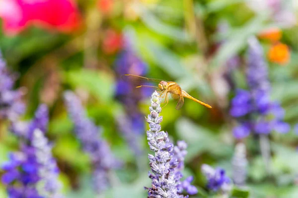 Uma Libélula Marrom Pousando Topo Das Flores Sálvia Azul Parque — Fotografia de Stock