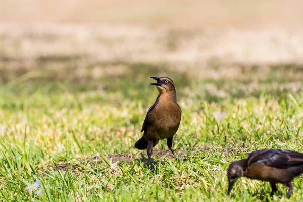 大尾鸥 西班牙语 Great Tail Grackle或Mexican Grackle 简称Quiscalus Mexicanus 是一种原产于北美洲和南美洲的中型 高度社会性的帕萨里鸟 — 图库照片