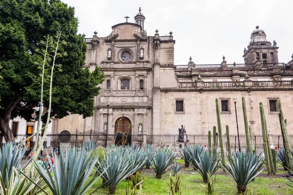 Plantas Sisal Agave Sisalana Creciendo Campo Junto Catedral Metropolitana Ciudad — Foto de Stock