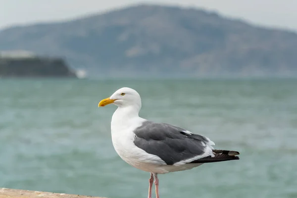 Close Gaivota Anel Cobrado Olhando Para Mar San Francisco Eua — Fotografia de Stock