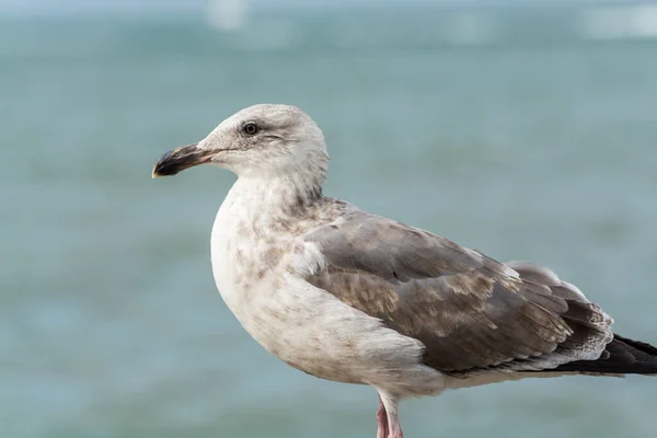 Detailní Záběr Racka Sedícího Zálivu Mola Hledícího Moře San Franciscu — Stock fotografie