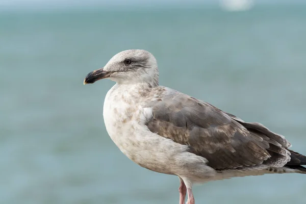 Close Gaivota Sentada Perto Baía Cais Olhando Para Mar San — Fotografia de Stock