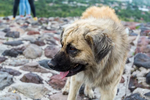 A dog on the top of Pyramid of the Sun, the largest ruins of the architecturally significant Mesoamerican pyramids  in Teotihuacan, an ancient Mesoamerican city located in a sub-valley of the Valley of Mexico