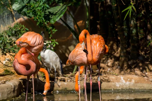 Scarlet Amerikaanse Flamingo Phoenicopterus Ruber Een Meer Komt Natuurlijk Voor — Stockfoto