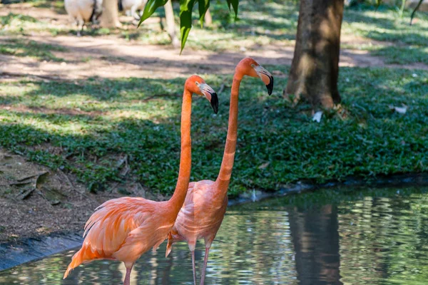 Een Paar Scarlet Amerikaanse Flamingo Phoenicopterus Ruber Een Meer Verschijnt — Stockfoto