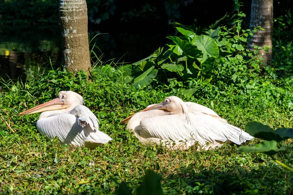Ein Paar Großer Pelikane Zoo Auch Als Östlicher Weißpelikan Rosafarbener — Stockfoto