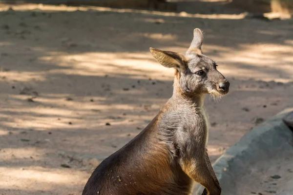 Καγκουρό Περιμένει Φαγητό Ζωολογικό Κήπο Ένα Θηλαστικό Της Αυστραλίας Που — Φωτογραφία Αρχείου