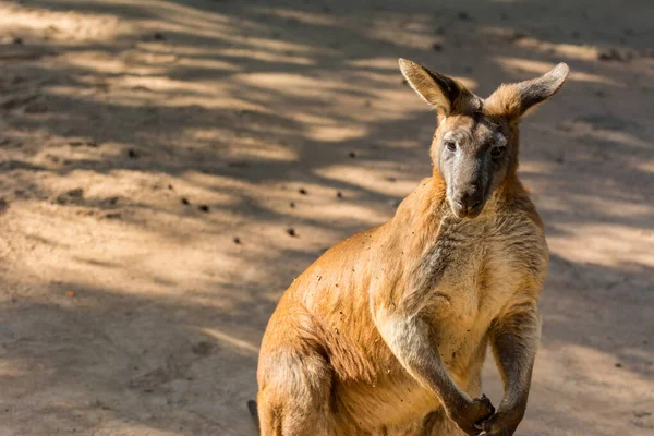 Hayvanat Bahçesinde Yiyecek Bekleyen Kangurular Avustralya Nın Sıçrayan Memelileri Bitkilerle — Stok fotoğraf