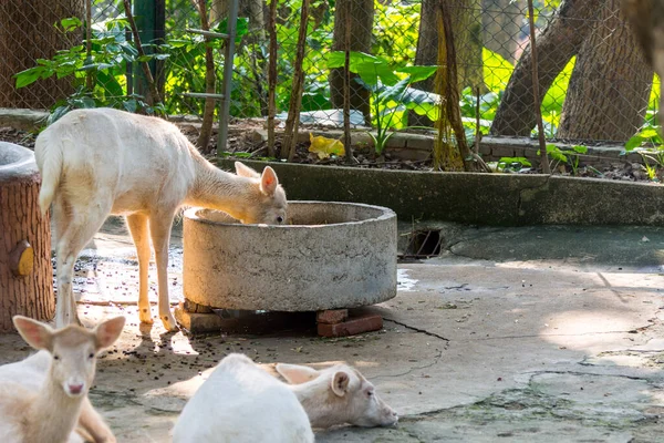 Ciervo Blanco Hambriento Dama Dama Que Come Alimentos Comedero Piedra — Foto de Stock