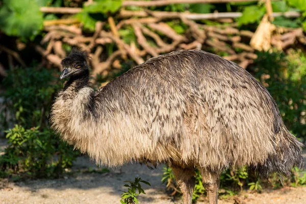 Emu Dromaius Novaehollandiae Drugi Wielkości Żyjący Ptak Wysokości Jego Krewnym — Zdjęcie stockowe