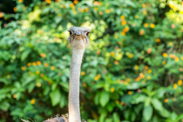 Portret Strusia Zwyczajnego Struthio Camelus Lub Prostu Strusia Gatunku Dużego — Zdjęcie stockowe