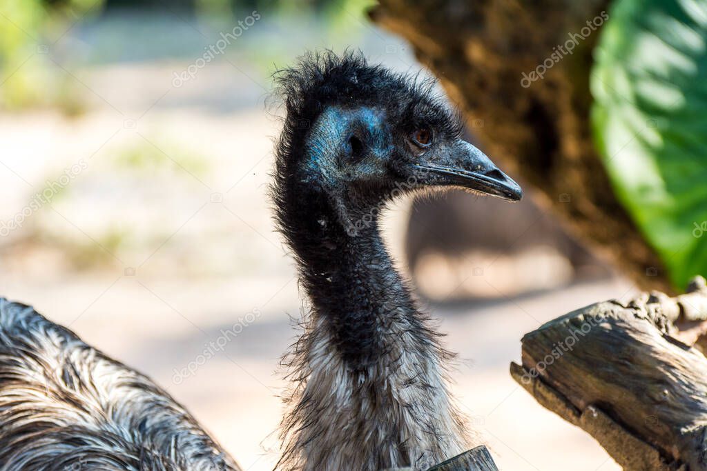 Head of an emu (Dromaius novaehollandiae),  the second-largest living bird by height, after its ratite relative, the ostrich.