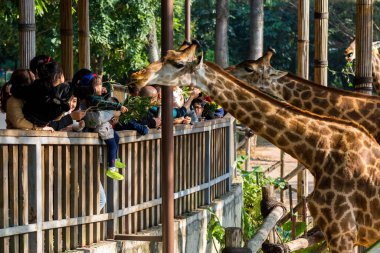 Afrika zürafasını (Giraffa camelopardalis) bir hayvanat bahçesinde ağaç yapraklarıyla besleyen, Afrika 'nın tek ayak parmaklı, tek parmaklı, yaşayan en uzun boylu ve en uzun boylu karasal hayvan ve en büyük ruminant hayvandır.