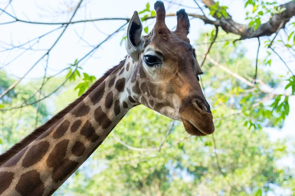 Afrika zürafasının portresi (Giraffa camelopardalis), çift parmaklı, tek parmaklı bir memeli, yaşayan en uzun karasal hayvan ve en büyük geviş getiren hayvan.
