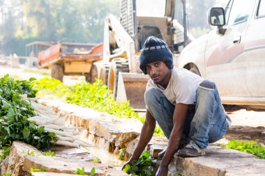 Eski Dariya yakınlarındaki çiftlikte beyaz turpları yıkayan Ortadoğu çiftçisi Riyad, Suudi Arabistan Krallığı.