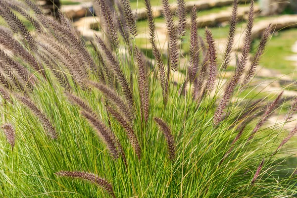 Closeup Raposa Cauda Flor Gênero Setaria Crescendo Oásis Arábia Saudita — Fotografia de Stock