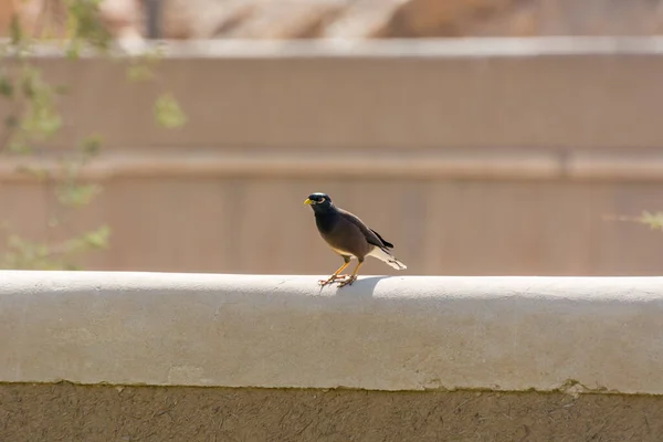 Banco Myna Pássaro Sobre Ruínas Castelo Argila Diraiyah Também Como — Fotografia de Stock