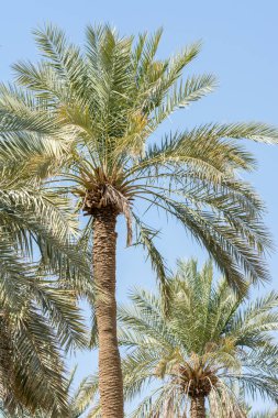 Diraiyah Harabeleri 'ndeki parkta yetişen yeşil hurma ağaçları, Suudi Arabistan' ın Riyad kentindeki Dereyeh ve Dariyya gibi.