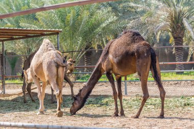 Eski Dariya, Riyad, Suudi Arabistan Krallığı yakınlarındaki çiftlikte yemek yiyen kahverengi develer.