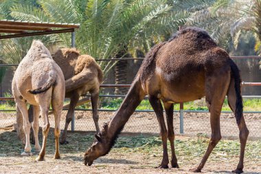 Eski Dariya, Riyad, Suudi Arabistan Krallığı yakınlarındaki çiftlikte yemek yiyen kahverengi develer.