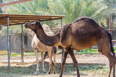 Eski Dariya, Riyad, Suudi Arabistan Krallığı yakınlarındaki çiftlikte yemek yiyen kahverengi develer.