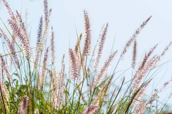 Primer Plano Flor Cola Zorro Del Género Setaria Creciendo Oasis — Foto de Stock