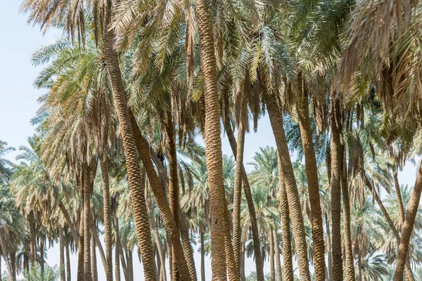 Palmenwald Alten Dariyah Riad Dem Königreich Saudi Arabien — Stockfoto