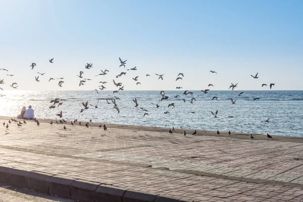 Grupo Pegeons Que Voam Corniche Jeddah Área Litoral Recurso Quilômetros — Fotografia de Stock