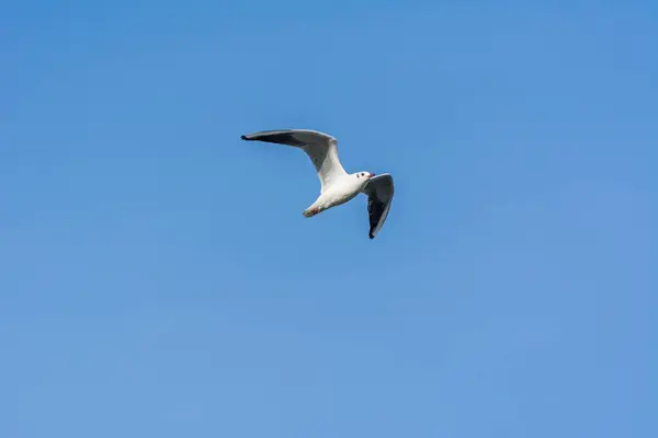 Seagull Flying Sky Sea Waters Corniche Park Dammam Saudi Arabia — Stock Photo, Image
