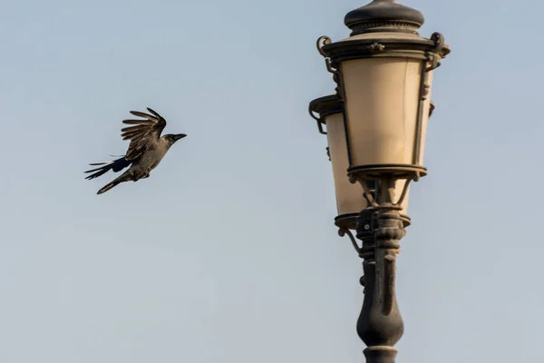 Чорна Ворона Летить Стовпа Вуличного Світла Небі Над Парком Кукурудзи — стокове фото