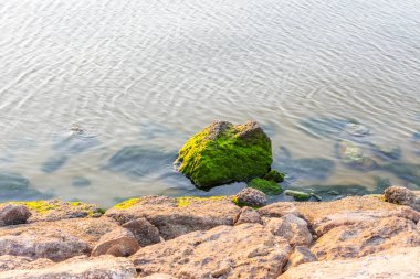 Dammam, Suudi Arabistan Krallığı 'ndaki Corniche parkındaki taşların üzerinde yeşil yosun yetişiyor.