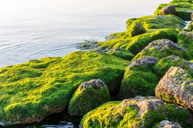 Dammam, Suudi Arabistan Krallığı 'ndaki Corniche parkındaki taşların üzerinde yeşil yosun yetişiyor.