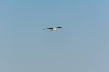 Dammam, Suudi Arabistan 'daki Corniche parkındaki deniz sularında martı uçuyor.