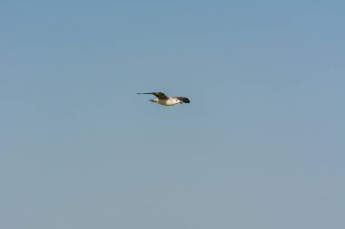 Dammam, Suudi Arabistan 'daki Corniche parkındaki deniz sularında martı uçuyor.