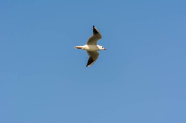 Dammam, Suudi Arabistan 'daki Corniche parkındaki deniz sularında martı uçuyor.