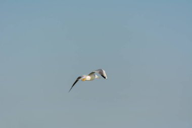 Dammam, Suudi Arabistan 'daki Corniche parkındaki deniz sularında martı uçuyor.