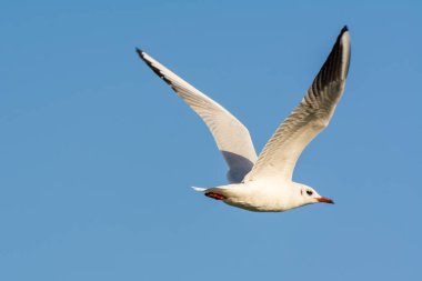 Dammam, Suudi Arabistan 'daki Corniche parkındaki deniz sularında martı uçuyor.