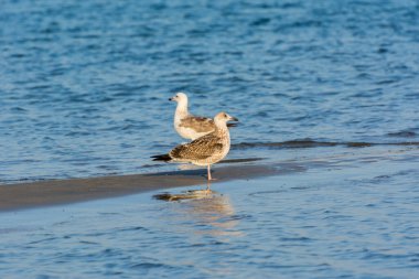 Suudi Arabistan 'ın Dammam Krallığı' nda deniz geçmişi olan sahilde bir çift Caspian Martı.