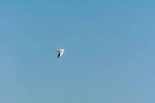 Seagull Flying Sky Sea Waters Corniche Park Dammam Saudi Arabia — Stock Photo, Image