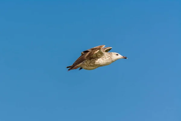 Gaivota Está Voando Céu Sobre Águas Mar Parque Corniche Dammam — Fotografia de Stock