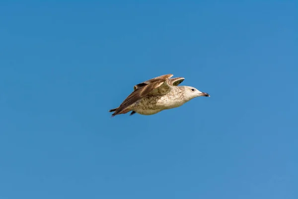 Möwe Fliegt Himmel Über Dem Meer Corniche Park Dammam Saudi — Stockfoto