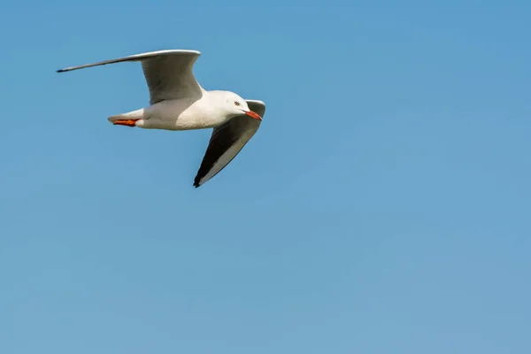 Gaivota Está Voando Céu Sobre Águas Mar Parque Corniche Dammam — Fotografia de Stock