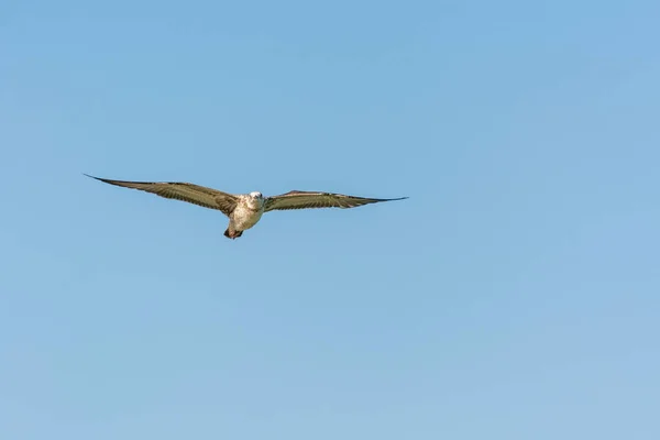 Gaviota Está Volando Cielo Sobre Las Aguas Del Mar Parque — Foto de Stock