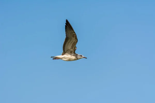 Seagull Flying Sky Sea Waters Corniche Park Dammam Saudi Arabia — Stock Photo, Image