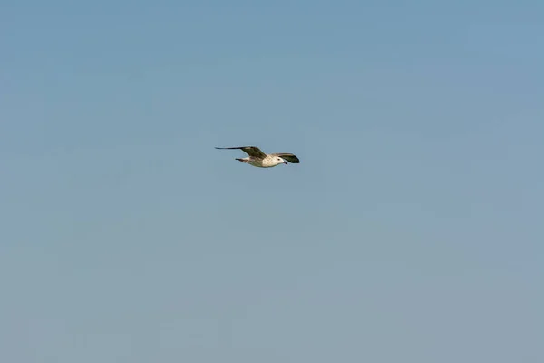 Gaviota Está Volando Cielo Sobre Las Aguas Del Mar Parque — Foto de Stock