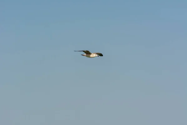 Mouette Vole Dans Ciel Dessus Des Eaux Mer Dans Parc — Photo