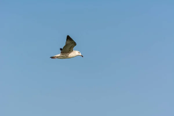 Seagull Flying Sky Sea Waters Corniche Park Dammam Saudi Arabia — Stock Photo, Image