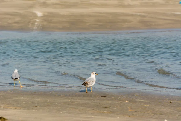 Ένα Ζευγάρι Γλάροι Στην Παραλία Φόντο Θάλασσα Στο Νταμάμ Βασίλειο — Φωτογραφία Αρχείου