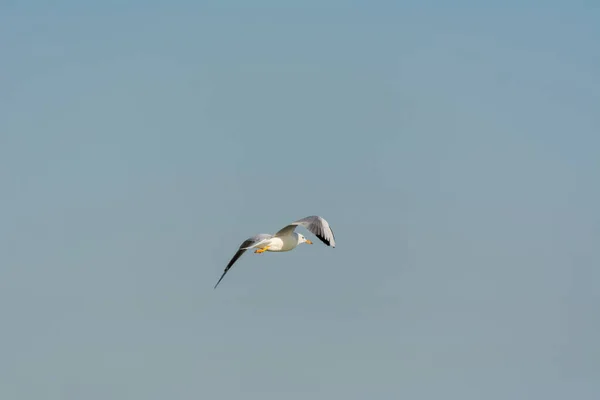 Gaviota Está Volando Cielo Sobre Las Aguas Del Mar Parque —  Fotos de Stock